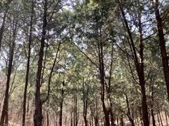 -北京西山国家森林公园