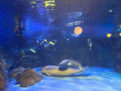 -烟台海昌鲸鲨海洋公园