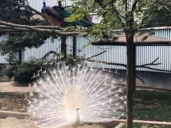 -成都动物园