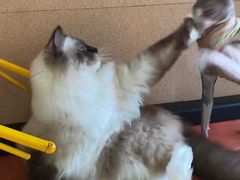 -猫在这儿猫咪咖啡馆·撸猫馆