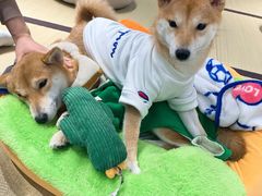 -逗柴咖啡屋·狗咖猫咖宠物桌游