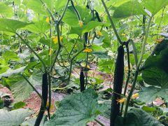 -万源龙顺度假庄园生态观光园