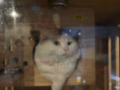 -Mr.Fox狐狸先生超级密室(南山店)