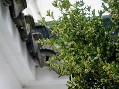 -东山风景区(洞庭东山)