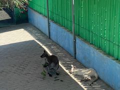 -西霞口神雕山野生动物世界