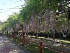 -嘉定紫藤园