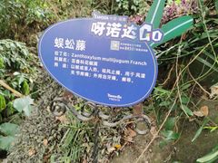 -呀诺达热带雨林