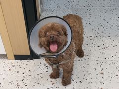 -瑞派康怡24h宠物医院·犬猫医疗中心·微创绝育(瑞景分院)