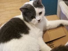 -Cappucimeow猫咪咖啡馆(韦伯时代店)