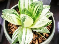 -秦美花卉(天朗·莱茵小城2期店)