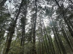 -帽儿山国家森林公园