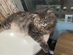-楼上猫咖(罗湖店)