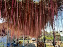 -尚果生态采摘园