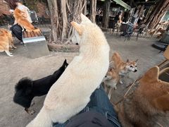 -柴犬高等学院·狗咖·柴犬售卖·宠物训练