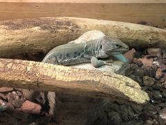 -上海大自然野生昆虫馆(东方明珠·爬宠昆虫探索中心)