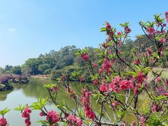 -南国桃园旅游度假区