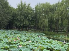 -北坞公园