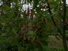 -黄海国家森林公园