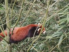 -都江堰中华大熊猫苑