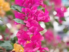 -佛山市中医院(院本部)