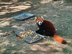 -常州淹城野生动物世界