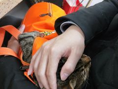 -伟伟宠物医院·瑞派猫友好医院·猫科(光谷店)