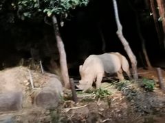 -清迈夜间动物园