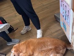 -爱侣·安琦尔宠物医院·中兽医针灸·心内科·狂犬免疫点(宝山区院)