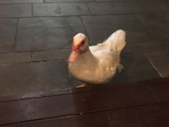 -七仙岭君澜度假酒店·桃源小馆中餐厅