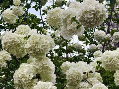 -大龙山(地铁站)