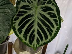 -Rabbit Cafe私房西餐甜点咖啡(栖霞路店)