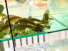 -凯华海鲜火锅·传承三十六年