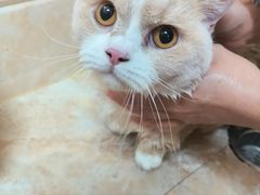 -瑞鹏宠物医院·夜间急症·心超·猫科(祖庙分店)