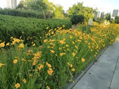 -东港音乐喷泉广场