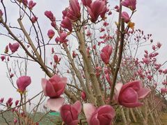 -白鹭湾湿地公园