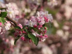 -海棠花溪(元大都城垣遗址公园)