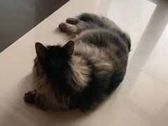 -pd派德宠物中心医院24H急重症·眼科中心·血液透析中心(嵩山北路店)