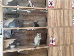 -喵百万·布偶·蓝金金渐层英短·猫舍(百子湾店)
