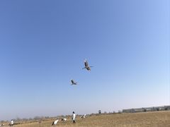 -盐城丹顶鹤湿地生态旅游区