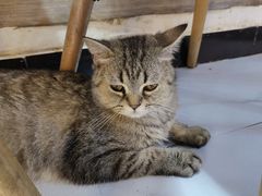 -我爱猫咪·猫咖·狗咖·安哥拉兔·羊驼咖(小寨华旗店)