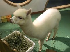-藦茜花园宠物主题亲子互动体验馆(国顺东路店)