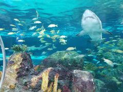-瑞普利水族馆