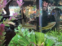 -The Dishes Seafood & Restaurant