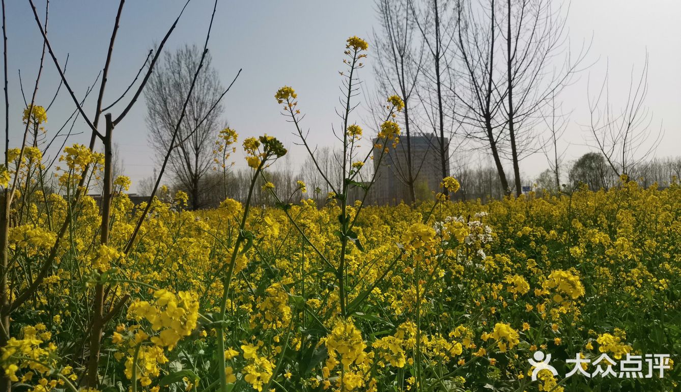 淌洋在油菜花地旁，一阵小风吹来，香气扑鼻