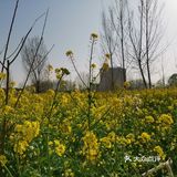 淌洋在油菜花地旁，一阵小风吹来，香气扑鼻