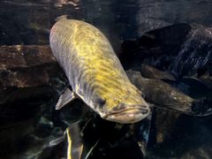 -太平洋海底世界