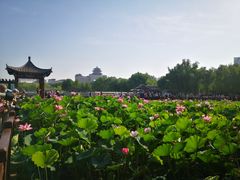 -莲花池公园