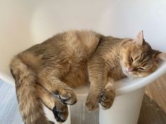 -藏猫猫咖啡主题馆(中央大道店)