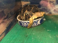 -上海大自然野生昆虫馆(东方明珠·爬宠昆虫探索中心)