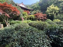 -十八棵（老龙井）御茶园(老龙井店)